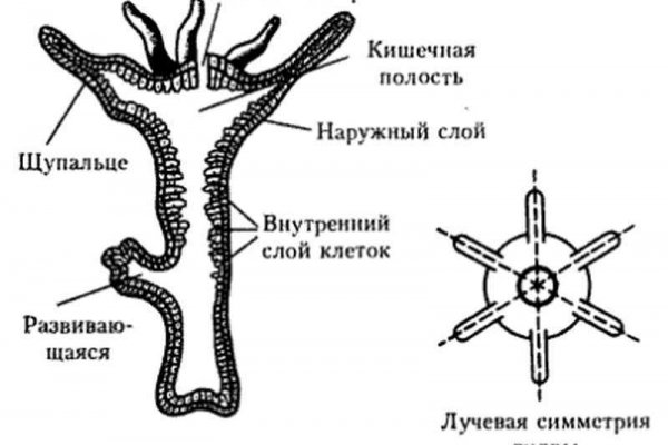 Оригинальные ссылки кракена